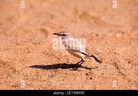 Tratrac Chat, Cercomela tractrac, Turdidae, Vogel, Tier, Wüste, Namib Naukluft National Park, Namibia