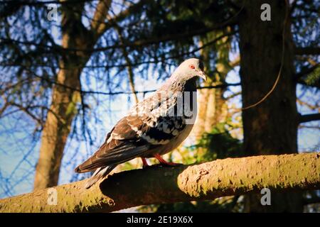 Die Haustaube Columba livia domestica findet einen sicheren, friedlichen Ort unter den Zweigen einer alten Fichte. Haustaube ist ein städtisches bir Stockfoto