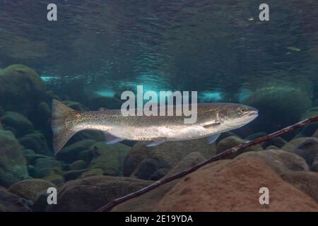 Stahlkopf schwimmt in den Stromschnellen eines Flusses in South British Columbia, Kanada. Stockfoto