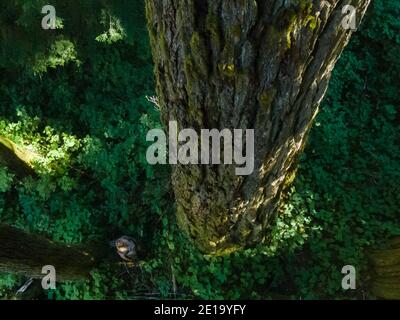 Vogelperspektive eines Erwachsenen, der bei einem alten, wachsenden Douglas im kanadischen Regenwald steht. Stockfoto