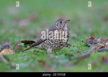 Mistle Thrush Essen gefallenen Äpfeln Wald von Dean Großbritannien Stockfoto