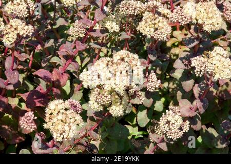 Hylotelephium telephium 'hab Gray' Stonecrop Sedum Blüte Stockfoto