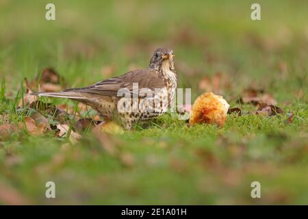 Mistle Thrush Essen gefallenen Äpfeln Wald von Dean Großbritannien Stockfoto