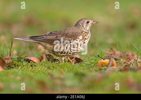 Mistle Thrush Essen gefallenen Äpfeln Wald von Dean Großbritannien Stockfoto