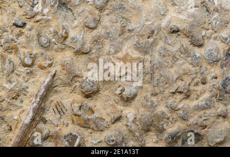 Die versteinerten Überreste einer Reihe von verschiedenen Kreaturen, die am Strand von Chesil aufgespült wurden. Das sternförmige Fossil ist der Überbleibsel einer Seelilie. Dorset Stockfoto