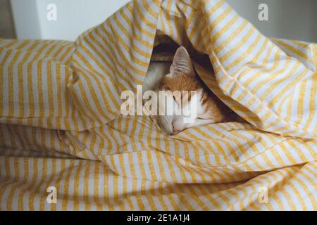 Inländische junge orange tabby Katze schlafen im Bett Stockfoto