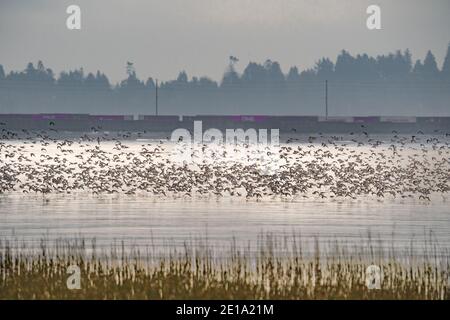 Sandpiper fliegen bei Ebbe im Fraser River Delta Stockfoto