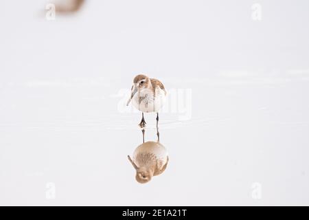 Ein westlicher Sandpiper in den Ebenen der Fraser River Mündung. Stockfoto