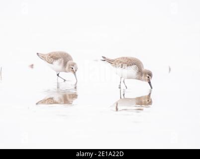 Zwei westliche Sandpiper, die sich an den Sandbeinen der Fraser River Mündung ernähren. Stockfoto