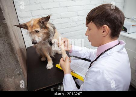 Junger Tierarzt untersucht Gliedmaßen und Pfoten eines niedlichen flauschigen Schutzhund Stockfoto