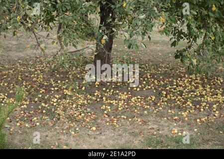 Reife Äpfel fielen von einem Apfelbaum auf den Boden. Nahaufnahme. Stockfoto