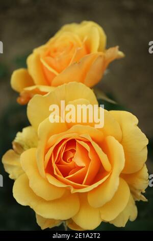 Honiggelbe Rosen, zwei blühende Rosen im Garten, gelbe Rosen mit zarten Blütenblättern und grünen Blättern, honiggelbe Rosenkopf, Blumenfoto, Makro Stockfoto