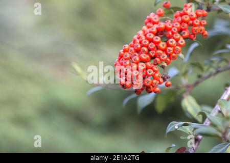 Ast der Esche und verschwommener Hintergrund. Nahaufnahme. Stockfoto