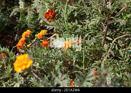 Großer Kohl Weißer Schmetterling und Ringelblume. Sie nimmt die gesamte Oberfläche des Bildes ein. Nahaufnahme. Stockfoto