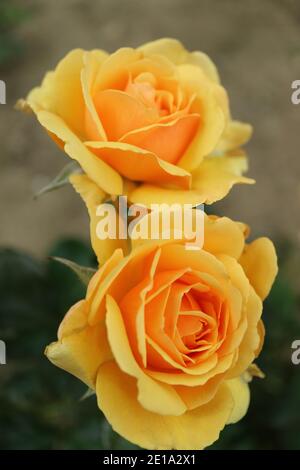 Honiggelbe Rosen, zwei blühende Rosen im Garten, gelbe Rosen mit zarten Blütenblättern und grünen Blättern, honiggelbe Rosenkopf, Blumenfoto, Makro Stockfoto