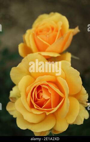 Honiggelbe Rosen, zwei blühende Rosen im Garten, gelbe Rosen mit zarten Blütenblättern und grünen Blättern, honiggelbe Rosenkopf, Blumenfoto, Makro Stockfoto