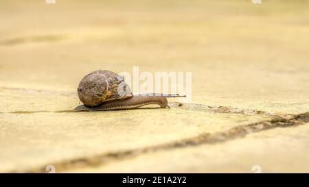 Braune Schnecke kriecht auf dem gepflasterten Garten Stockfoto