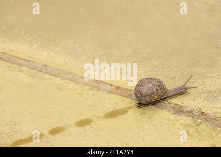 Braune Schnecke kriecht auf dem gepflasterten Garten Stockfoto