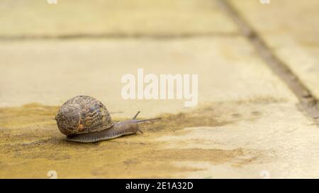 Braune Schnecke kriecht auf dem gepflasterten Garten Stockfoto