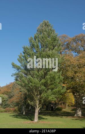 Herbstlaub des Evergreen Eastern White oder Weymouth Pine Tree (Pinus strobus) wächst in einem Garten in Rural Devon, England, Großbritannien Stockfoto