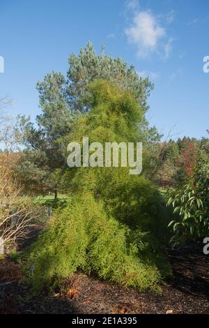 Herbstlaub eines Laubteiches Zypressen-Nadelbaum (Taxodium destichum var. imbricarium), der in einem Garten in Rural Devon, England, Großbritannien wächst Stockfoto