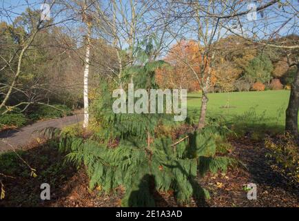 Herbstblatt eines Evergreen Weeping Nootka Zypresse Baum (Xanthocyparis nootkatensis 'Pendula') wächst in einem Garten in Rural Devon, England, Großbritannien Stockfoto