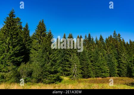 Blick auf den Wald auf dem Berg Tara in Serbien auf einem Sommertag Stockfoto