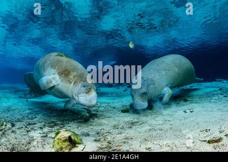 Trichechus manatus latirostris, Westindische Seekühe, Three Sisters, Kings Bay, Crystal River, Citrus County, Florida, USA Stockfoto