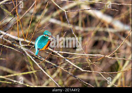 Eisvogel-Weibchen, alcedo atthis, thront auf Winterzweigen Stockfoto