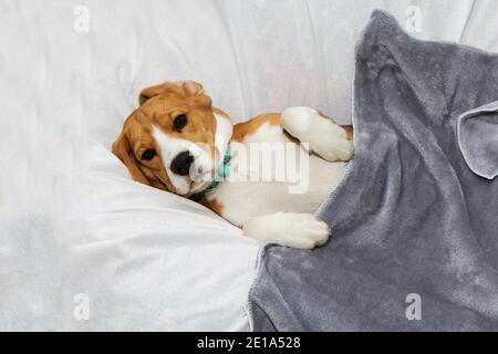 Ein fauler Beagle liegt im Bett seines Meisters. Haustier. Stockfoto