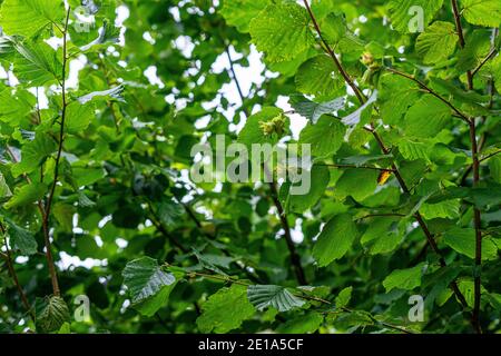 Haselnussbaum Blätter im Sommer Stockfoto