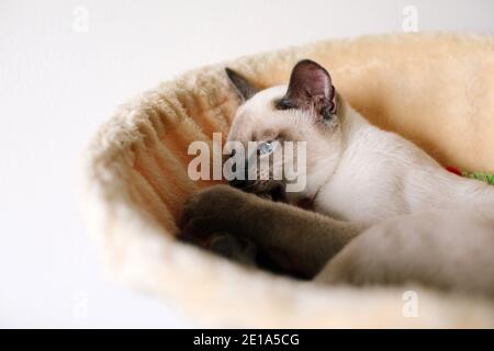 Ein 6 Monate altes, traditionelles Lilac Point Siam Kätzchen, das darin liegt Ein Bett beim Spielen und Kauen auf einem Katzenspielzeug Stockfoto