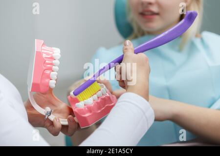 Beschnittene Nahaufnahme des Kiefermodells in den Händen des Zahnarztes Zeigt die richtige Art des Zähneputzen Stockfoto