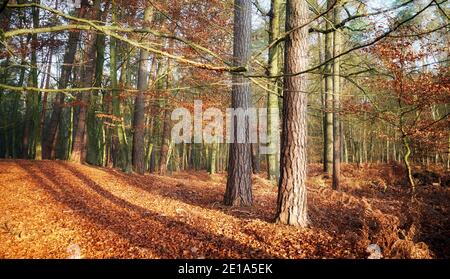 Herbstwald mit trockenen Blättern an einem sonnigen Tag. Stockfoto