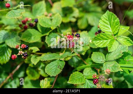 Brombeeren wachsen im Wald Stockfoto