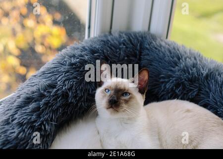 Eine 6 Monate alte traditionelle Chocolate Point Siamkatze, die darin liegt Ein Katzenbett an einem Fenster, das nach oben schaut Stockfoto