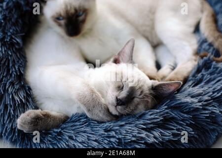 Zwei siamesische Kätzchen schlafen nebeneinander in einem Graues Katzenbett an einem Fenster Stockfoto