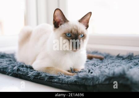 Eine 6 Monate alte traditionelle Chocolate Point Siamkatze sitzt in Ein Fenster, das nach vorne blickt Stockfoto