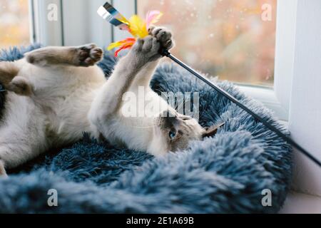 Ein 6 Monate altes Lilac Point siamesisches Kätzchen, das mit einem spielt Katzenspielzeug im Fenster eines Hauses Stockfoto