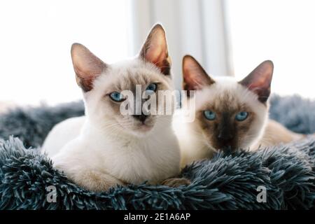 Zwei Siamkatzen sitzen nebeneinander bei einem Fenster und Blick direkt auf die Kamera Stockfoto