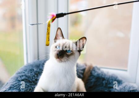 Eine 6 Monate alte Siamkatze starrt auf ein Katzenspielzeug Stockfoto