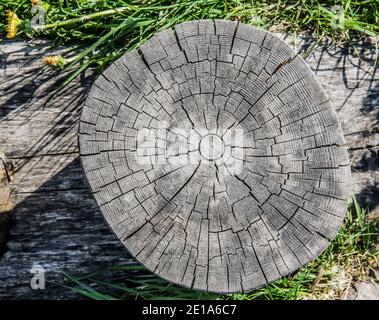Alte Baumstumpf zeigt Risse und Brüche Stockfoto