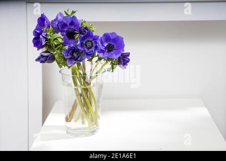 Bouquet der blauen Anemonen in einer Glasvase auf einem weißen Tisch nahe der hellgrauen Wand. Vertikaler Rahmen. Speicherplatz kopieren. Stockfoto