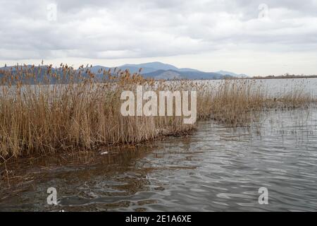 Massaciuccoli - 02/29/2020: Massaciuccoli Toskana See hohes Niveau Wasser Stockfoto