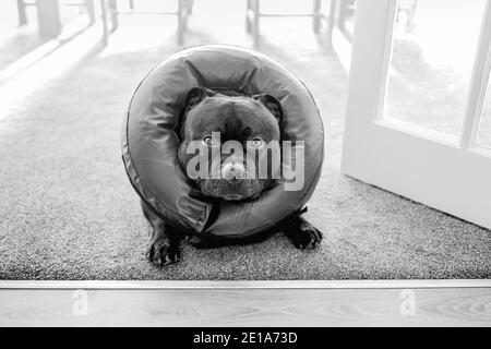 Schwarz-Weiß-Bild eines Staffordshire Bull Terrier Hundes in einem aufblasbaren, weichen, nicht lecken Erholung Kragen. Stockfoto