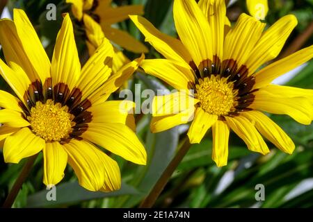 Gazania Frosty Kiss Flamme Gazania Blume Stockfoto