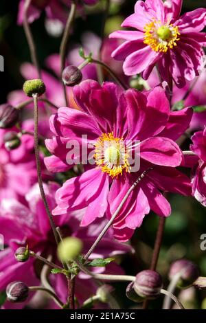 Japanischer Anemone hapehensis 'Prinz Heinrich' var. japonica Stockfoto