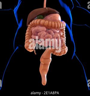 Anatomie des menschlichen Verdauungssystems für medizinisches Konzept 3D Illustration Stockfoto