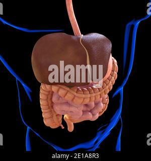 Anatomie des menschlichen Verdauungssystems für medizinisches Konzept 3D Illustration Stockfoto