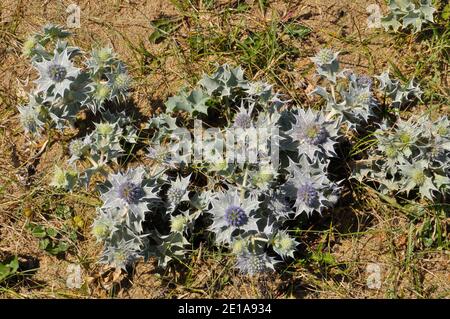 Sea Holly 'Eryngium maritimum' wächst im Sand auf der Strand in Church Cove auf der Halbinsel Lizard in Cornwall.UK Stockfoto